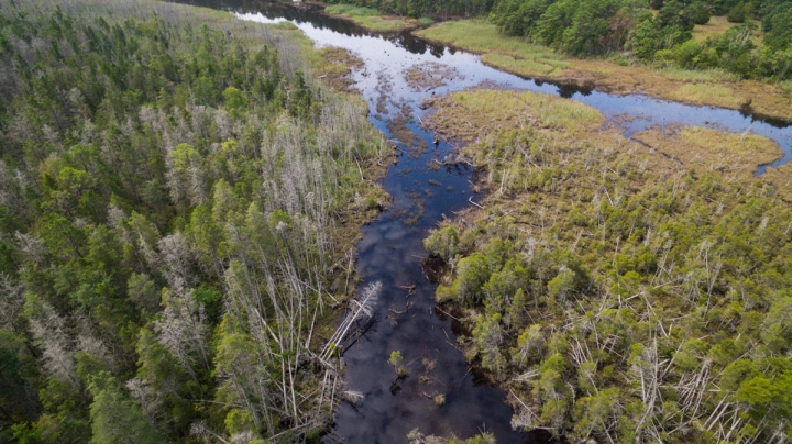 Atlantic white cedars dying near the banks of the Bass River in New Jersey. Credit: Ted Blanco/Climate Central