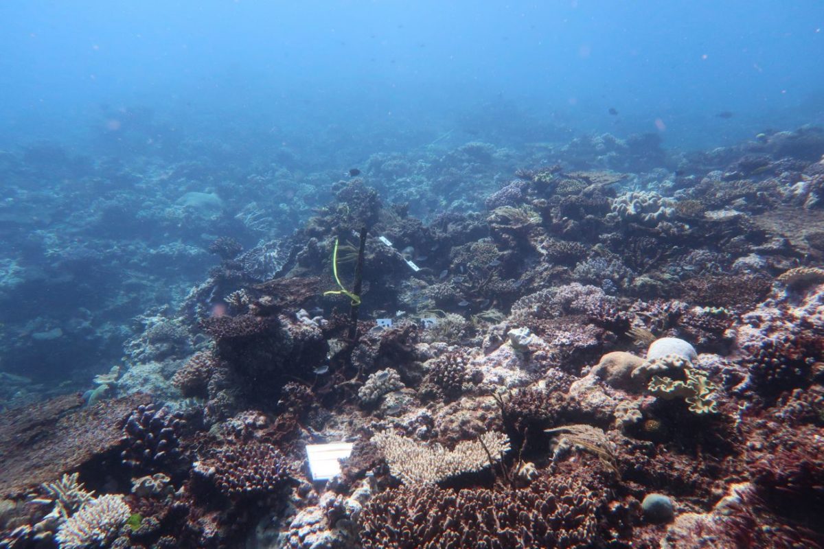 Thetford Reef near Cairns in 2017 after bleaching