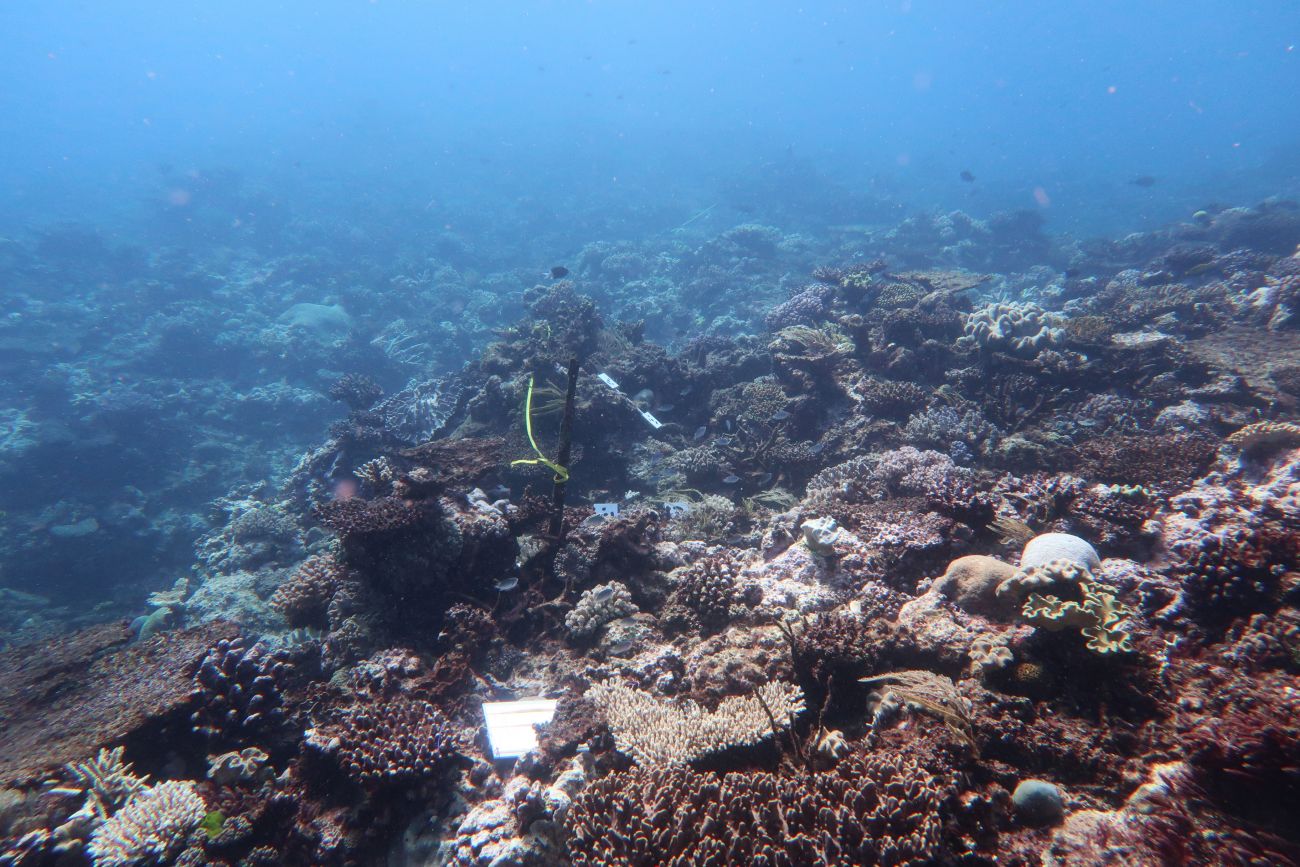 The Impacts of CO2 on the Great Barrier Reef